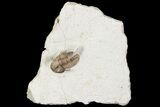Scarce Cyphaspis Carrolli Trilobite - Oklahoma #104042-4